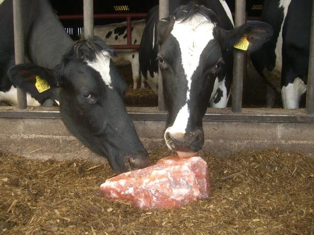 Winter or Summer? Why Cattle Need Himalayan Salt Blocks Year-Round