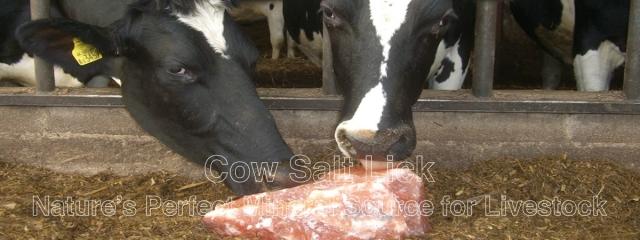 Animal salt lick for horse, deer, cow, and Cattle to maintain their nutritional value